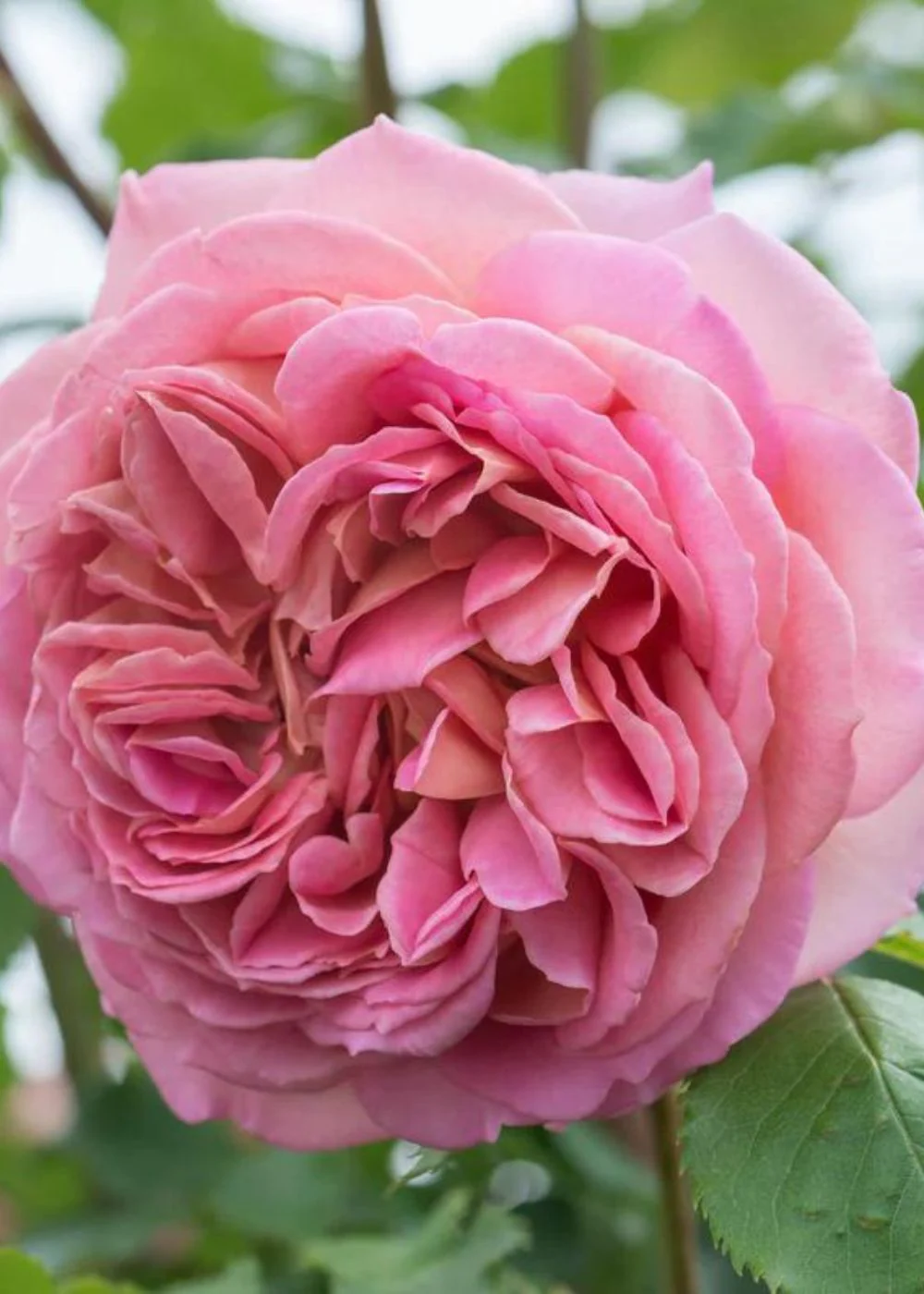 Jubilee Celebration Rose Potted (Archived) - Image 3
