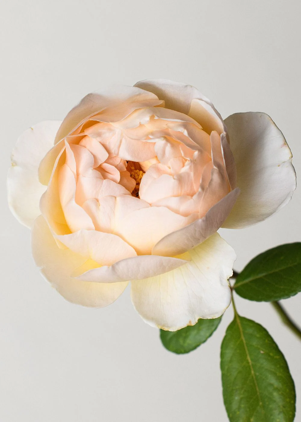 Jude The Obscure Rose Bare Root (Archived) - Image 2