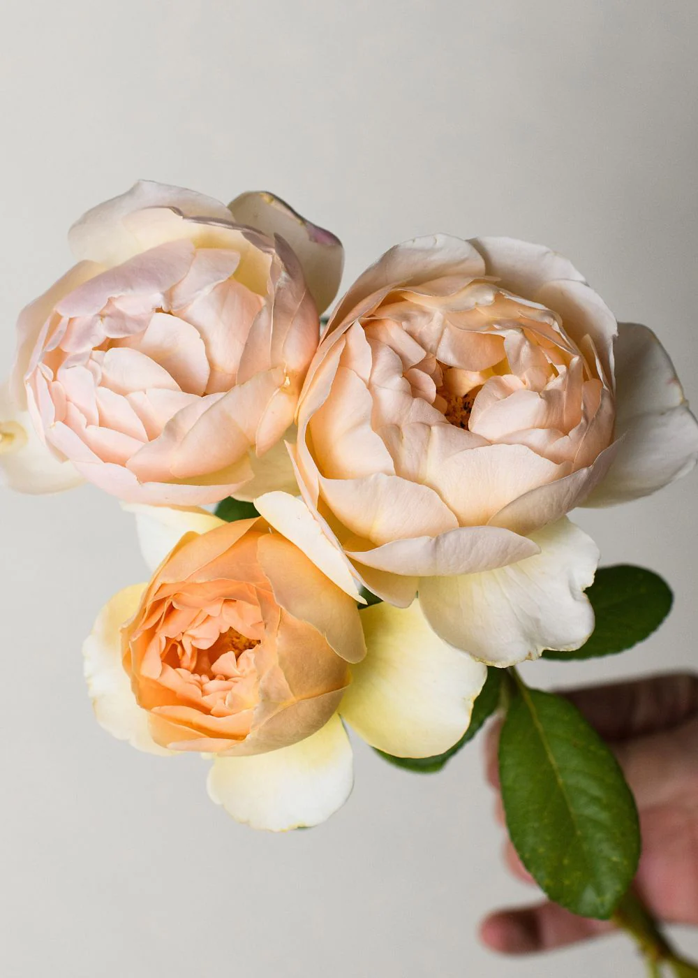 Jude The Obscure Rose Potted (Archived)