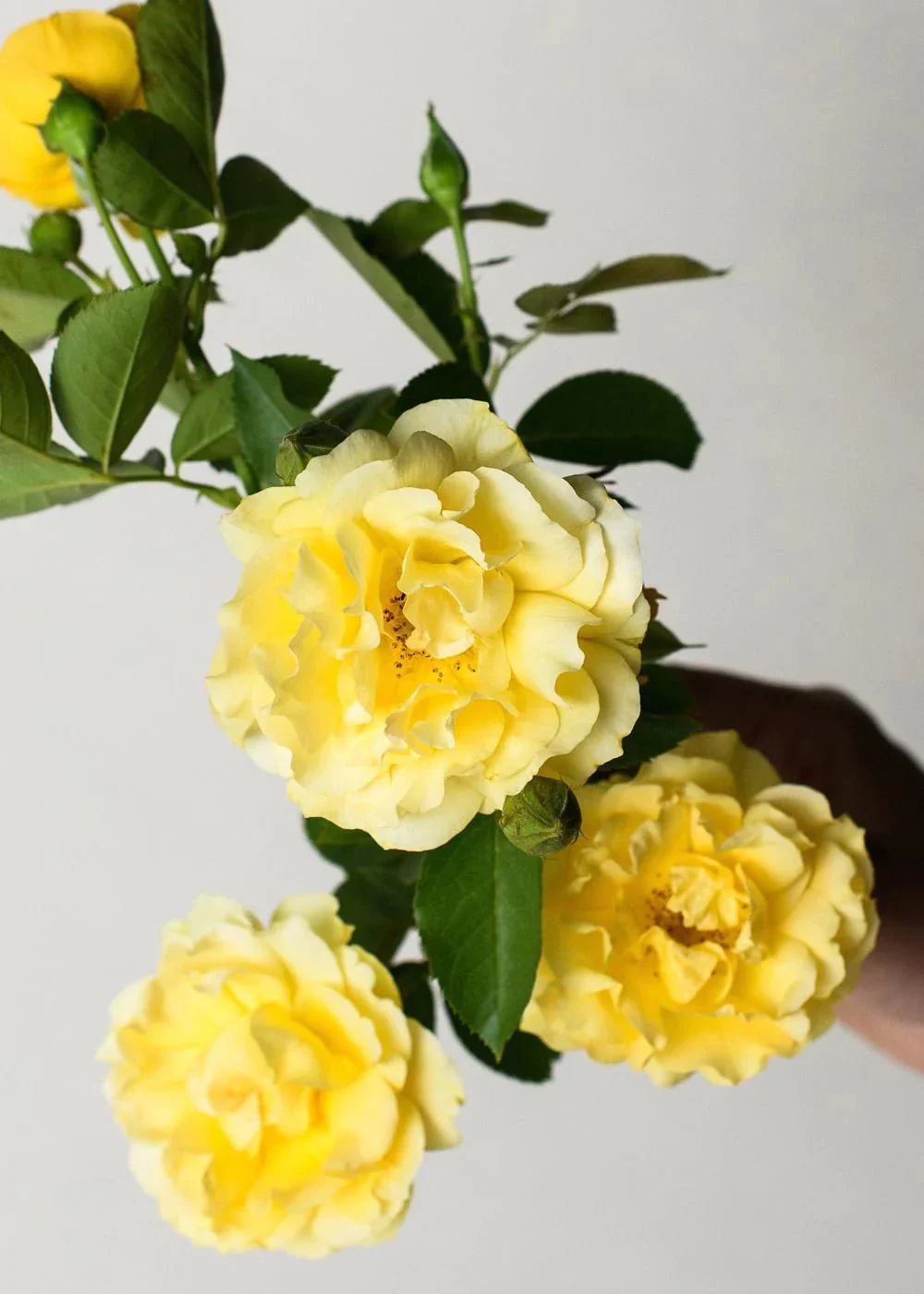 Julia Child™ Potted Tree Rose (Archived)