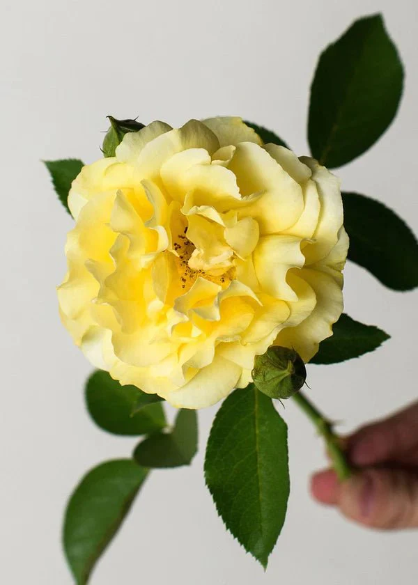 Julia Child™ Potted Tree Rose (Archived) - Image 2
