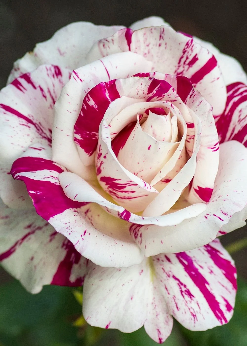 Julio Iglesias™ Rose Bare Root (Archived)