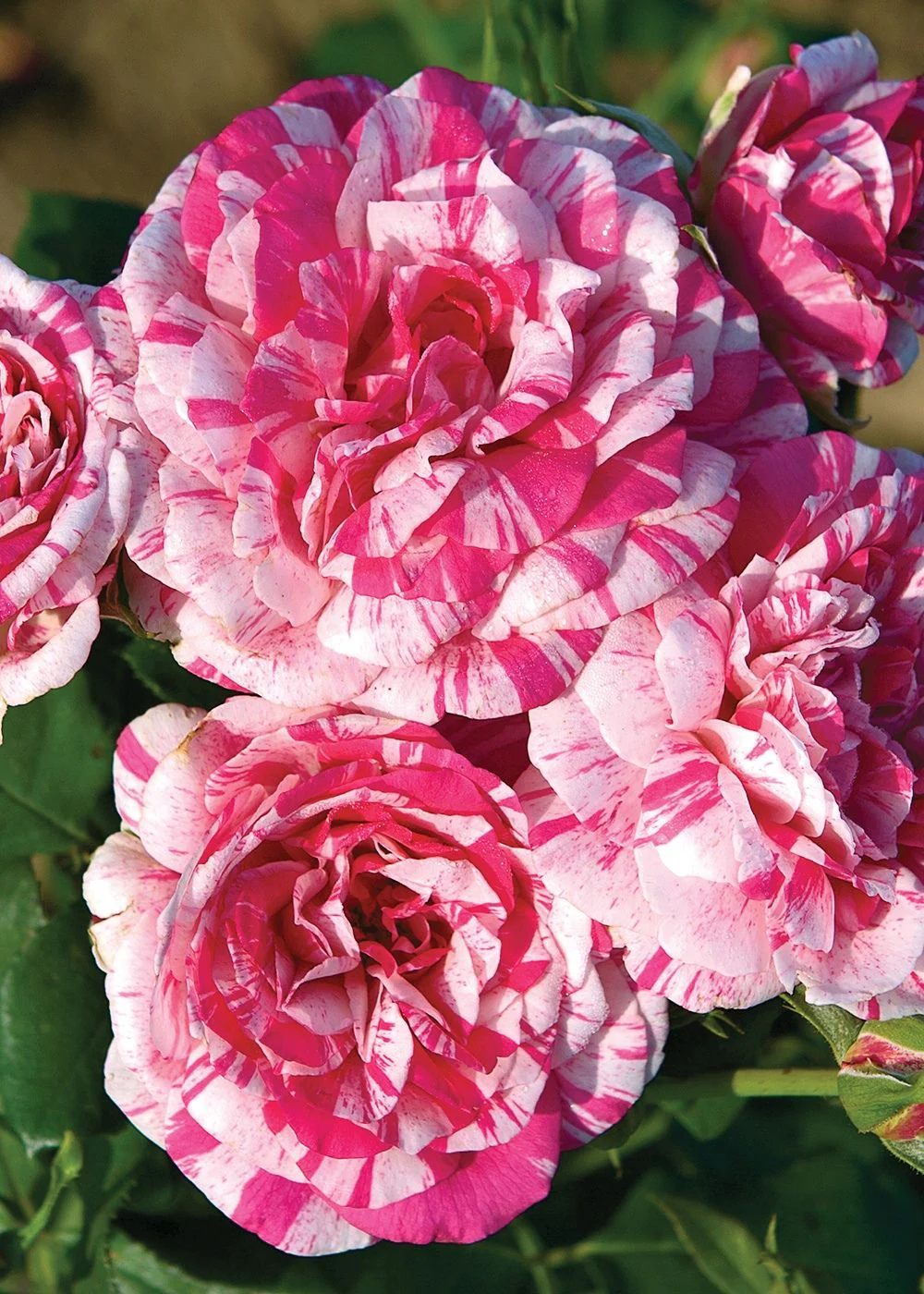 Julio Iglesias™ Rose Bare Root (Archived) - Image 2