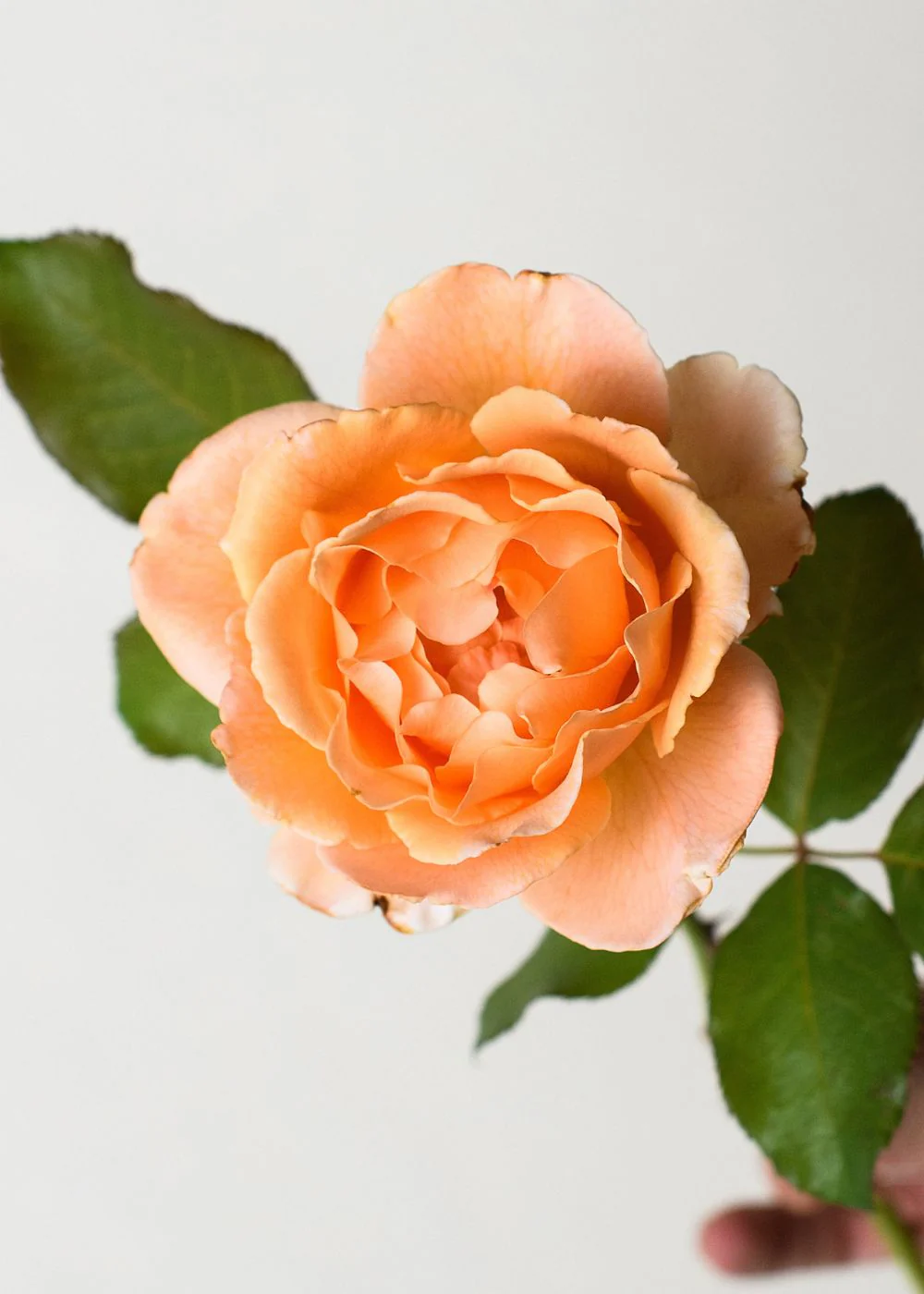 Just Joey Rose Bare Root (Archived)