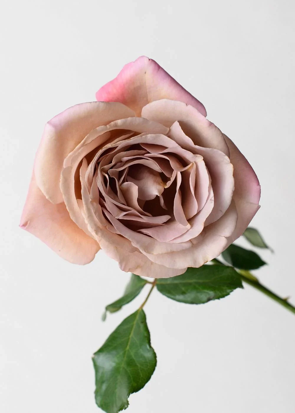 Koko Loco™ Rose Potted