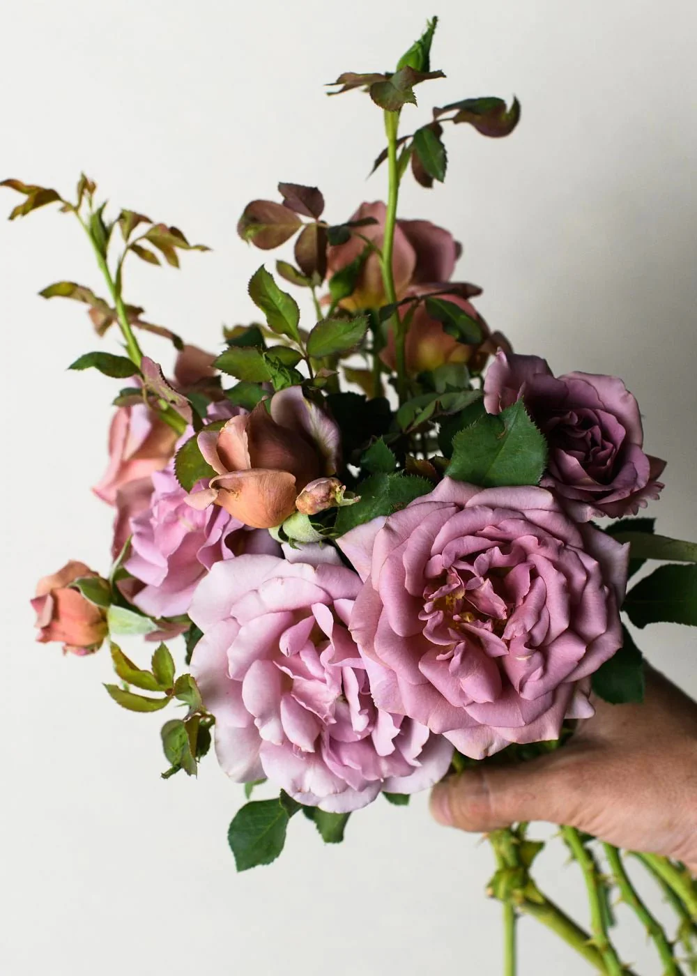 Koko Loco™ Rose Potted - Image 2