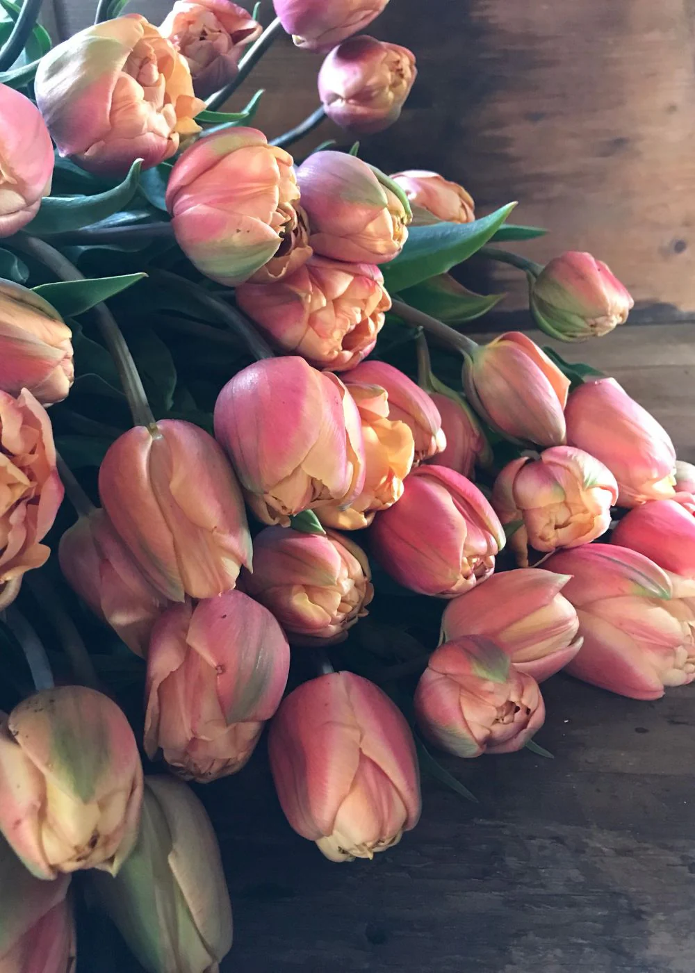 Pre-Cooled La Belle Epoque Tulip Bulbs - Image 3