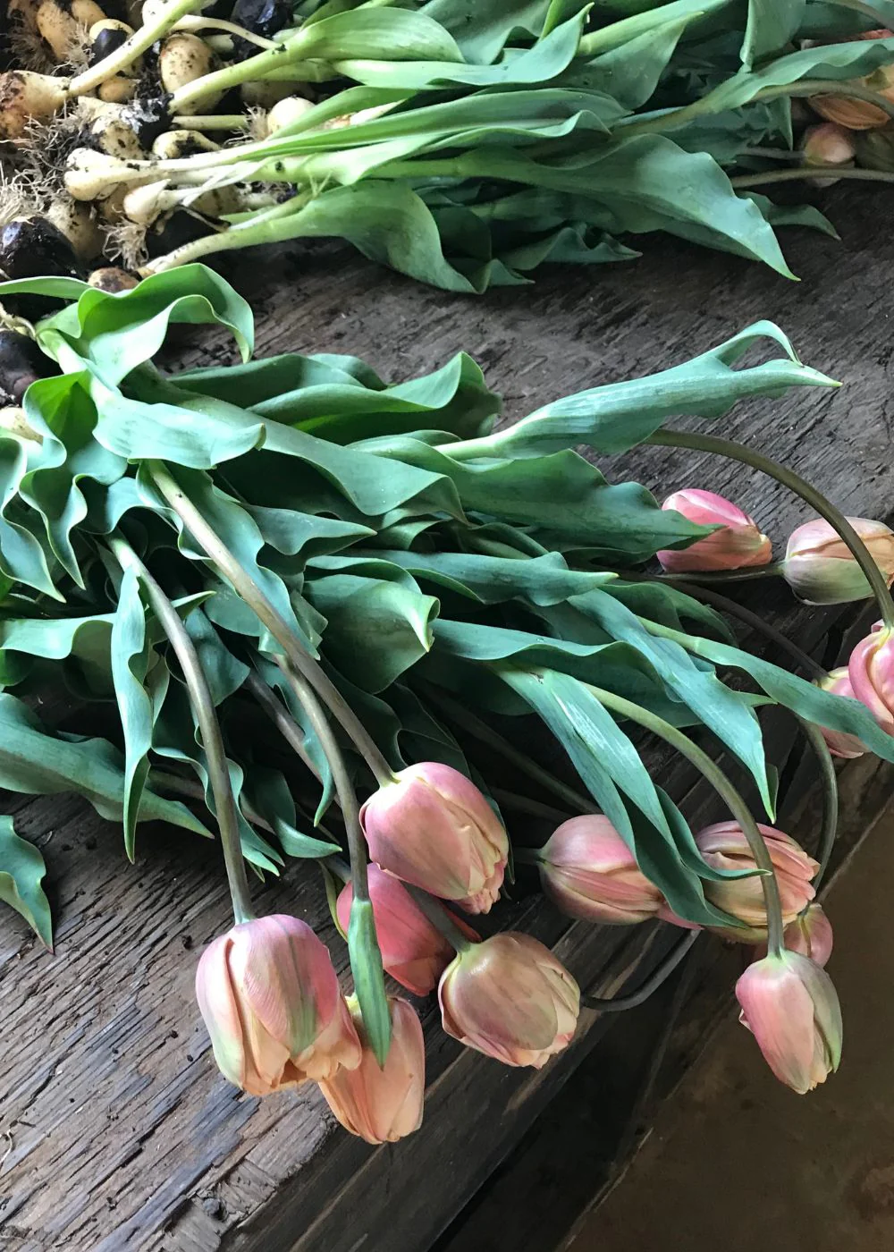 Pre-Cooled La Belle Epoque Tulip Bulbs - Image 9