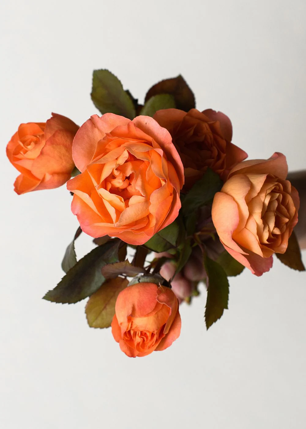 Lady Emma Hamilton Rose Potted (Archived)