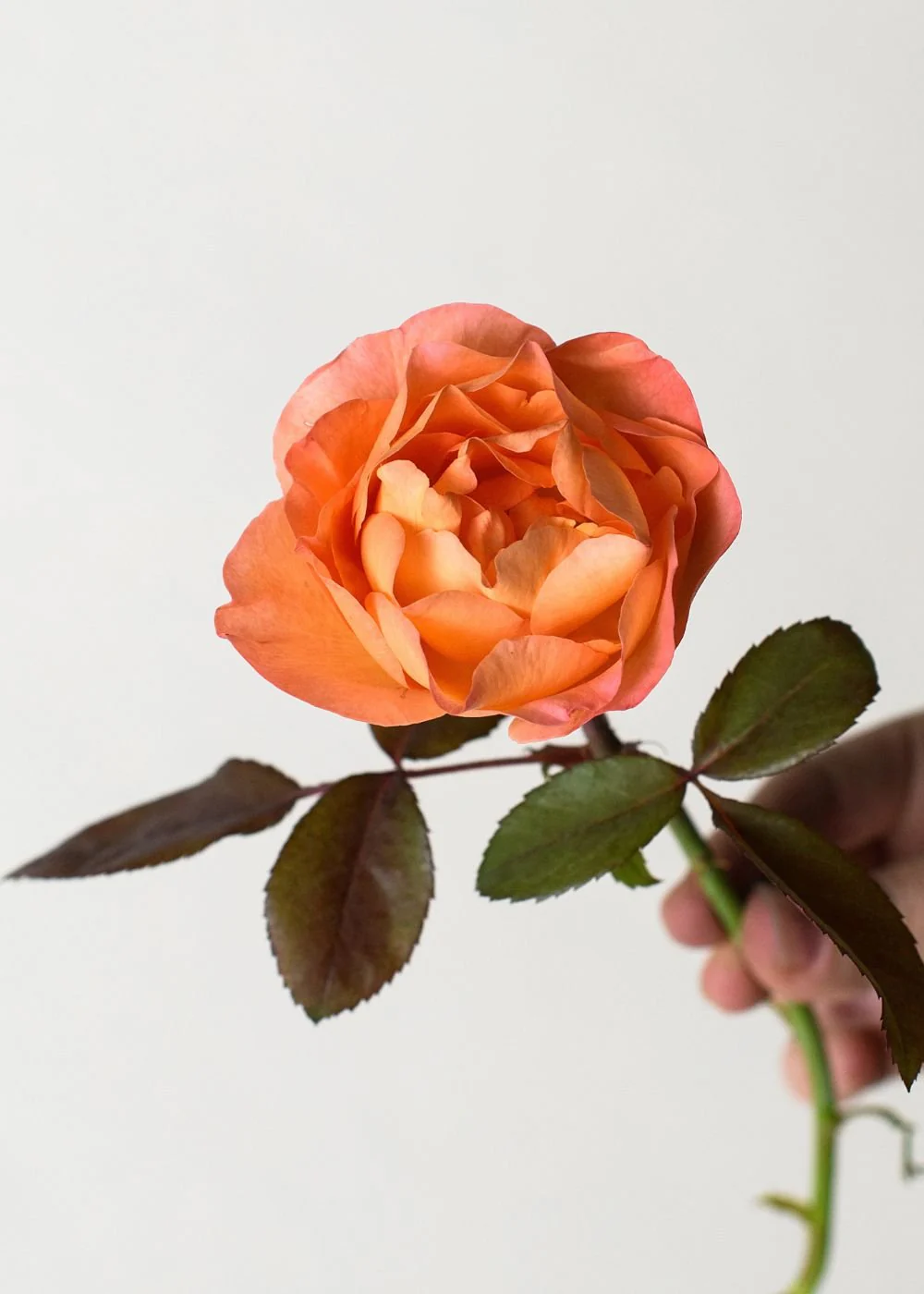 Lady Emma Hamilton Rose Potted (Archived) - Image 2