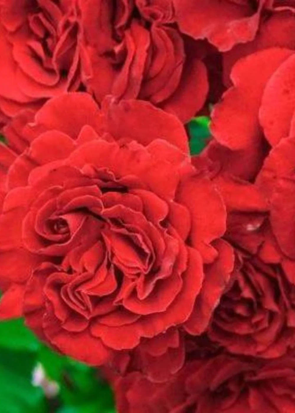 Lady In Red Climbing Rose Bare Root (Archived)