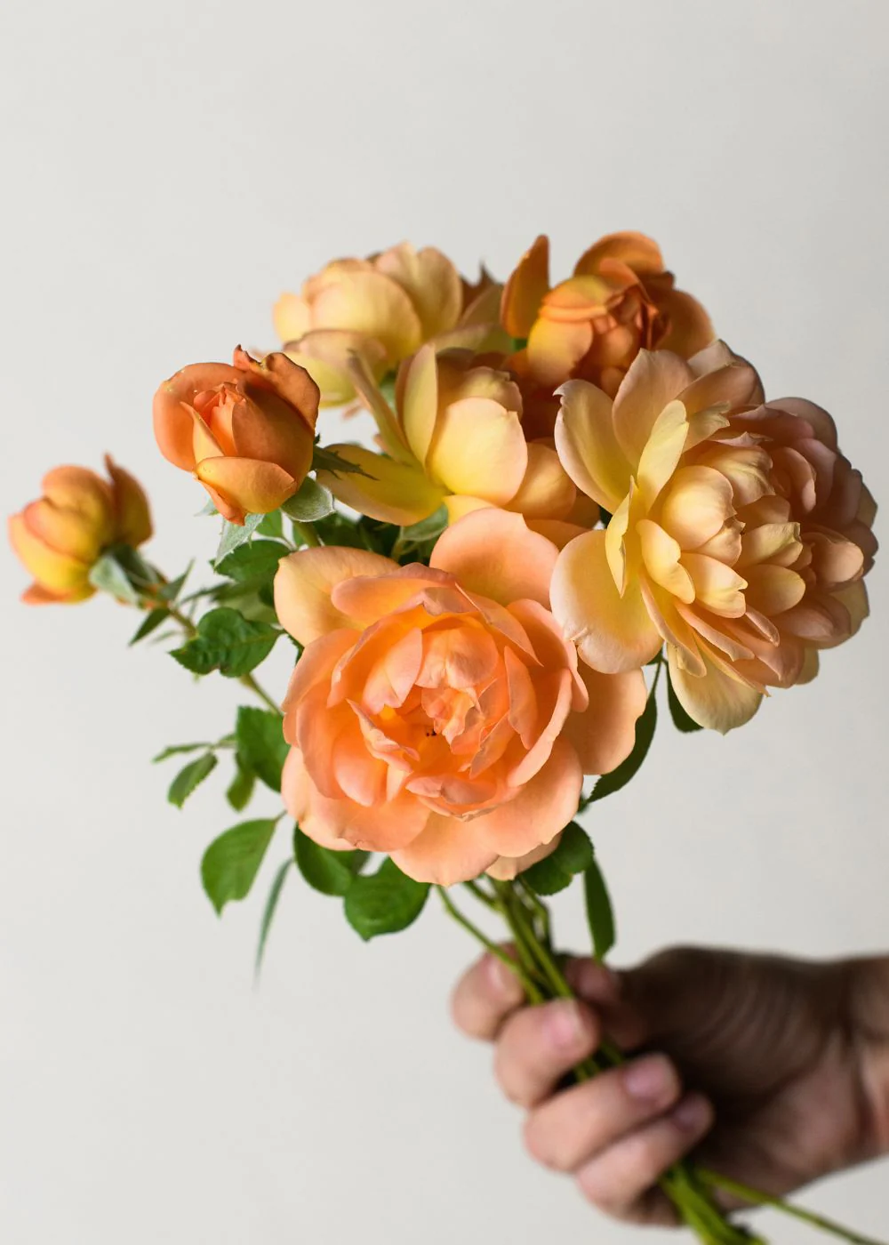 Lady of Shalott Rose Bare Root - Image 3