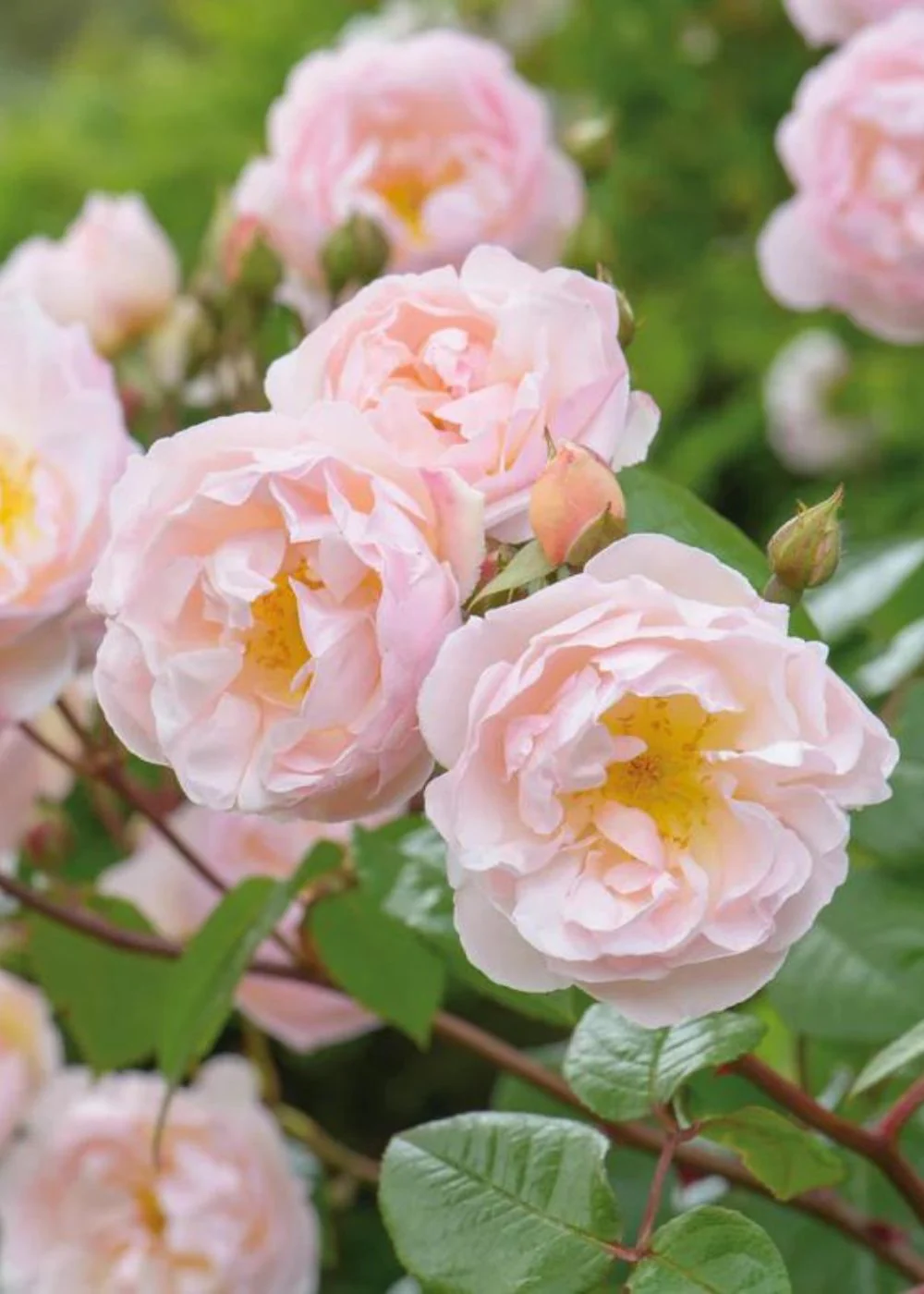 Lady of the Lake Rose Potted (Archived)
