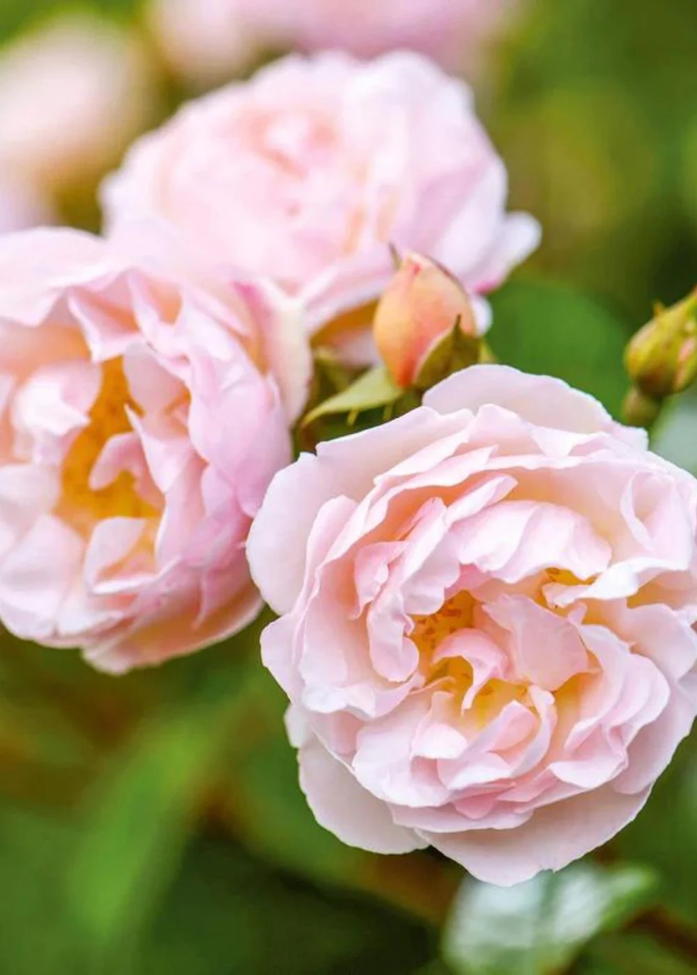 Lady of the Lake Rose Potted (Archived) - Image 2