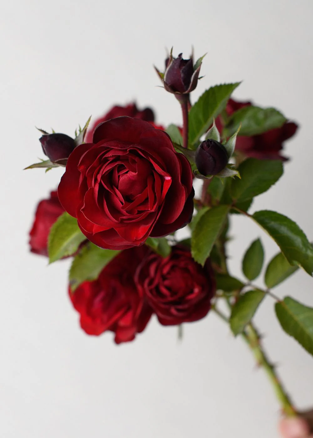 Lava Flow Rose Bare Root (Archived)