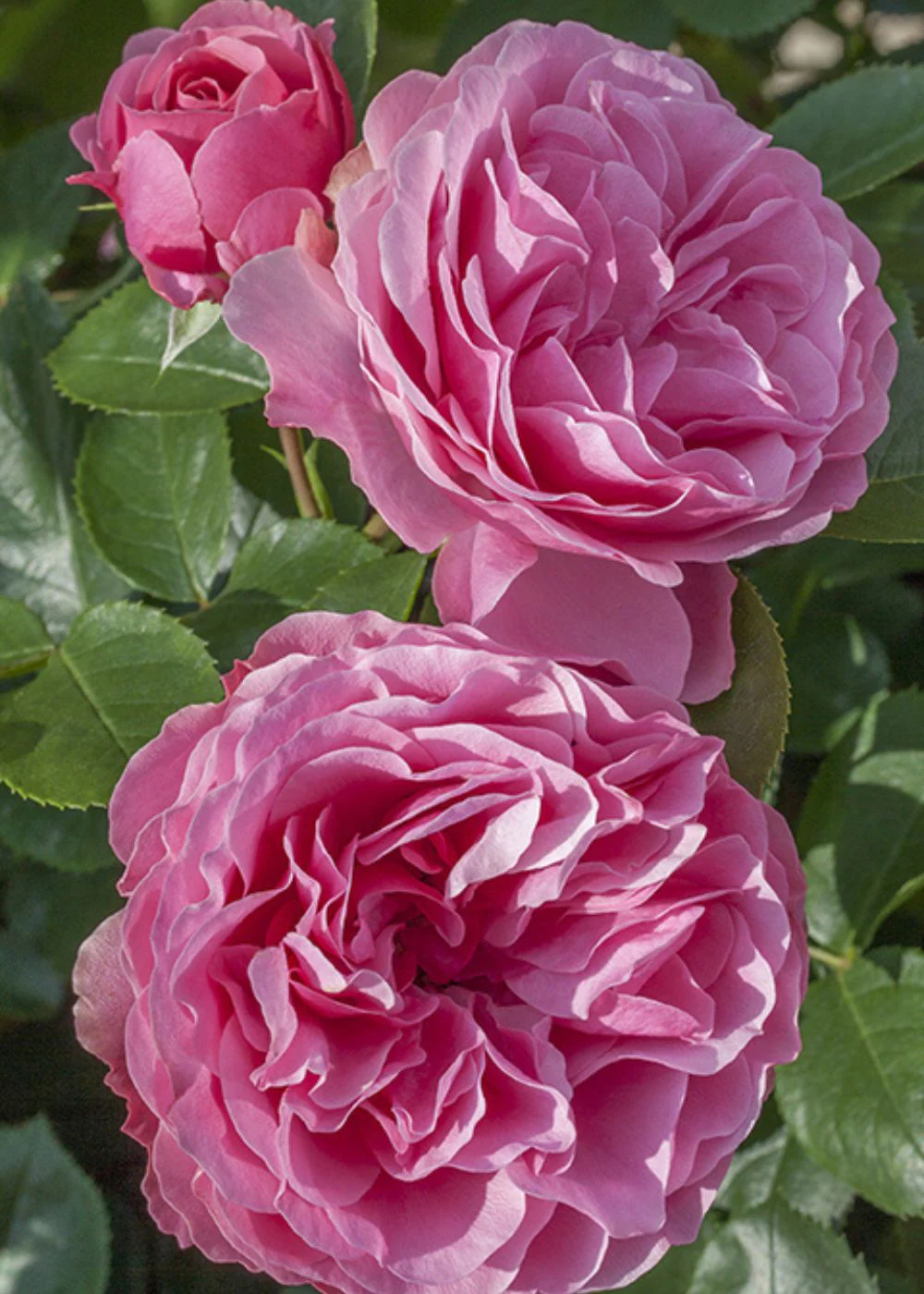 Leonardo da Vinci® Rose Bare Root (Archived)