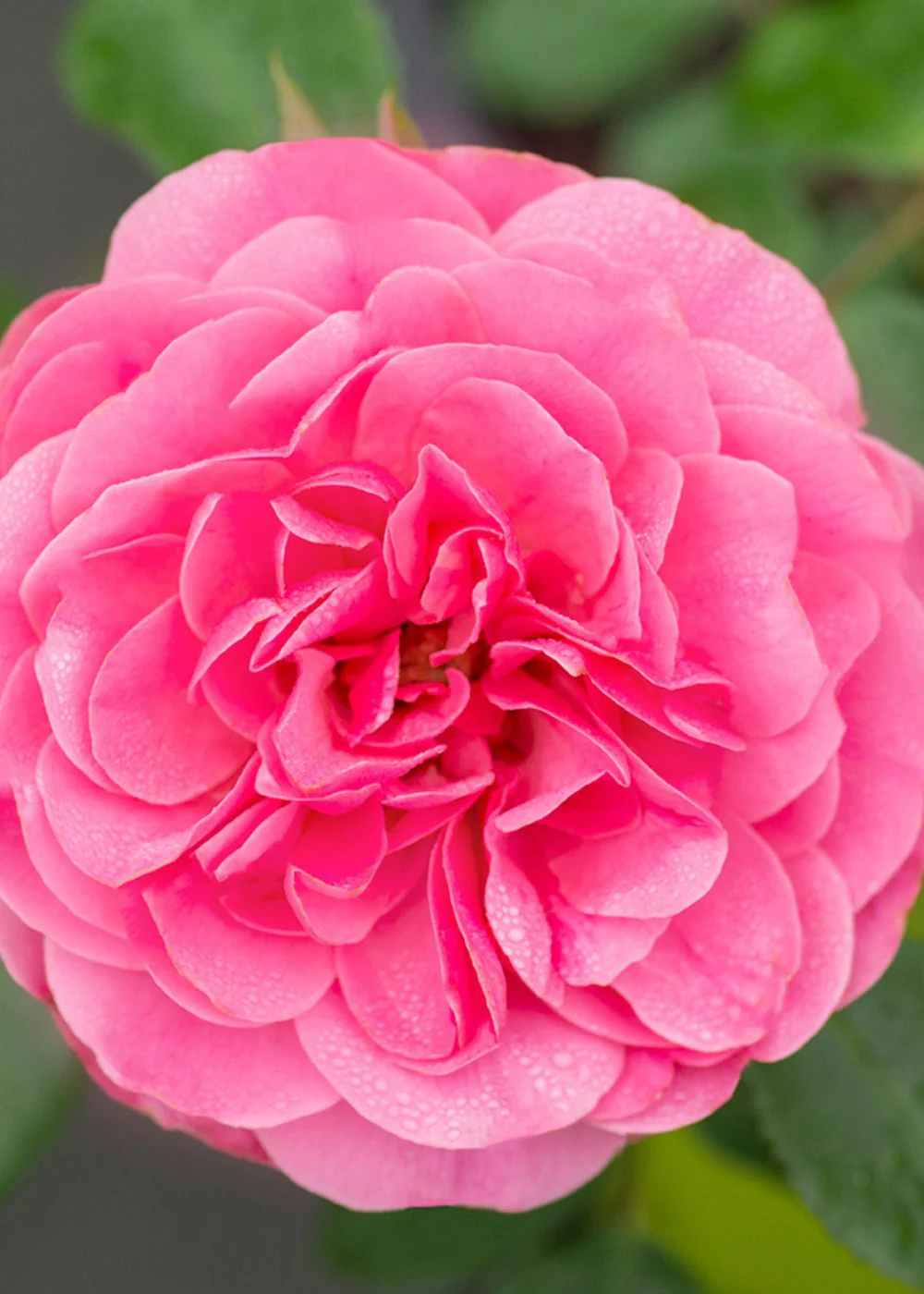 Leonardo da Vinci® Rose Bare Root (Archived) - Image 2