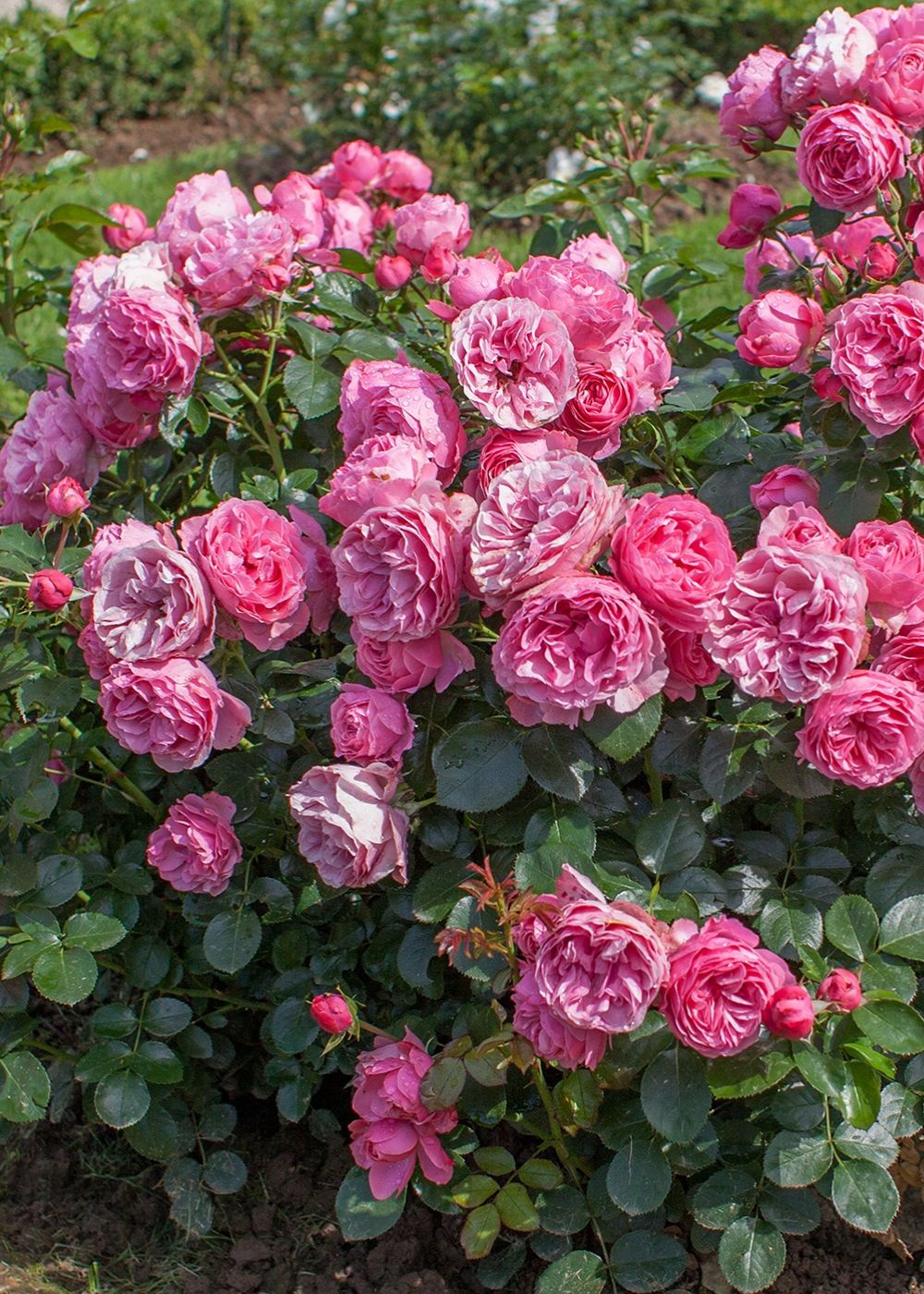 Leonardo da Vinci® Rose Bare Root (Archived) - Image 3