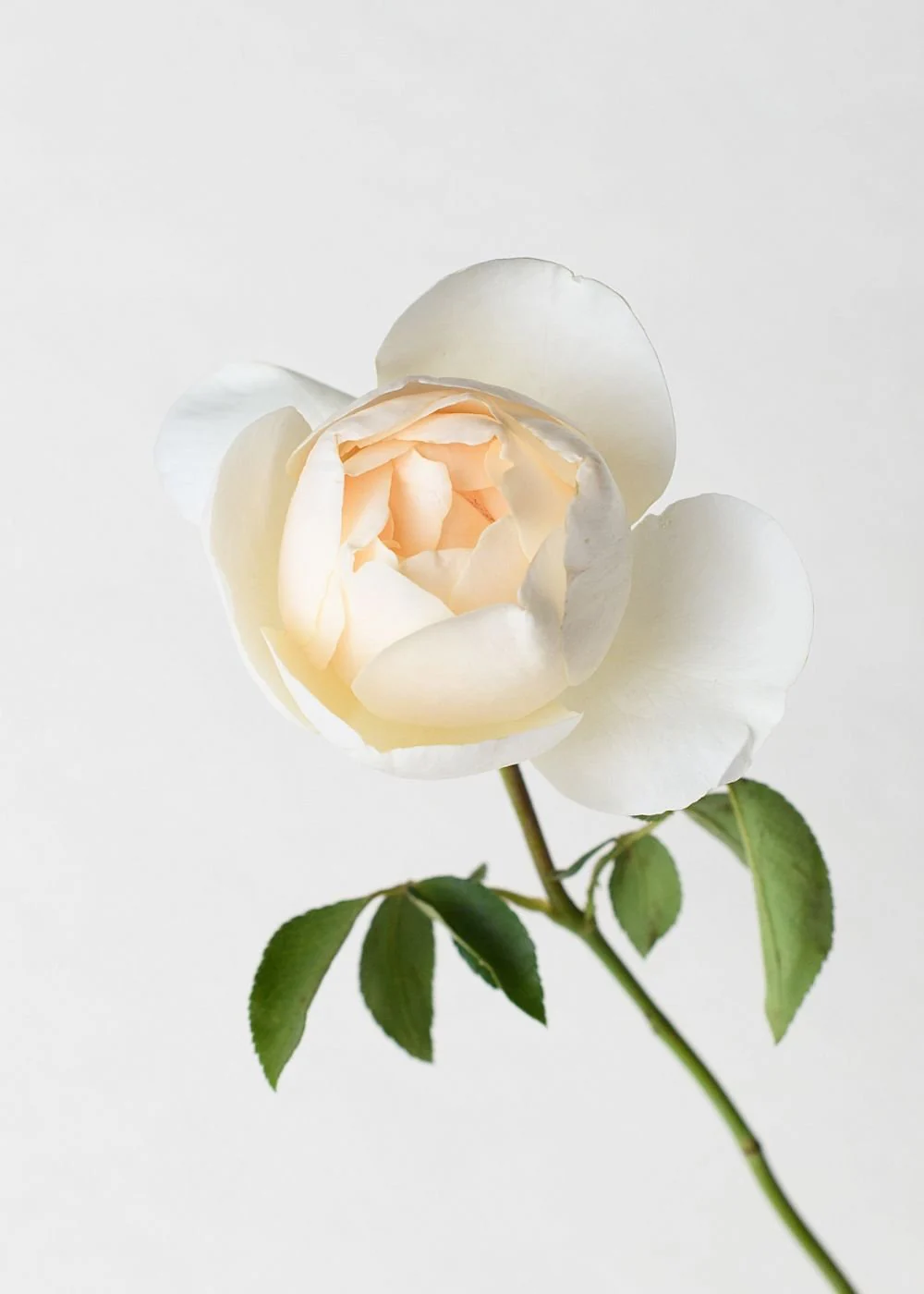 Lichfield Angel Rose Bare Root (Archived) - Image 2