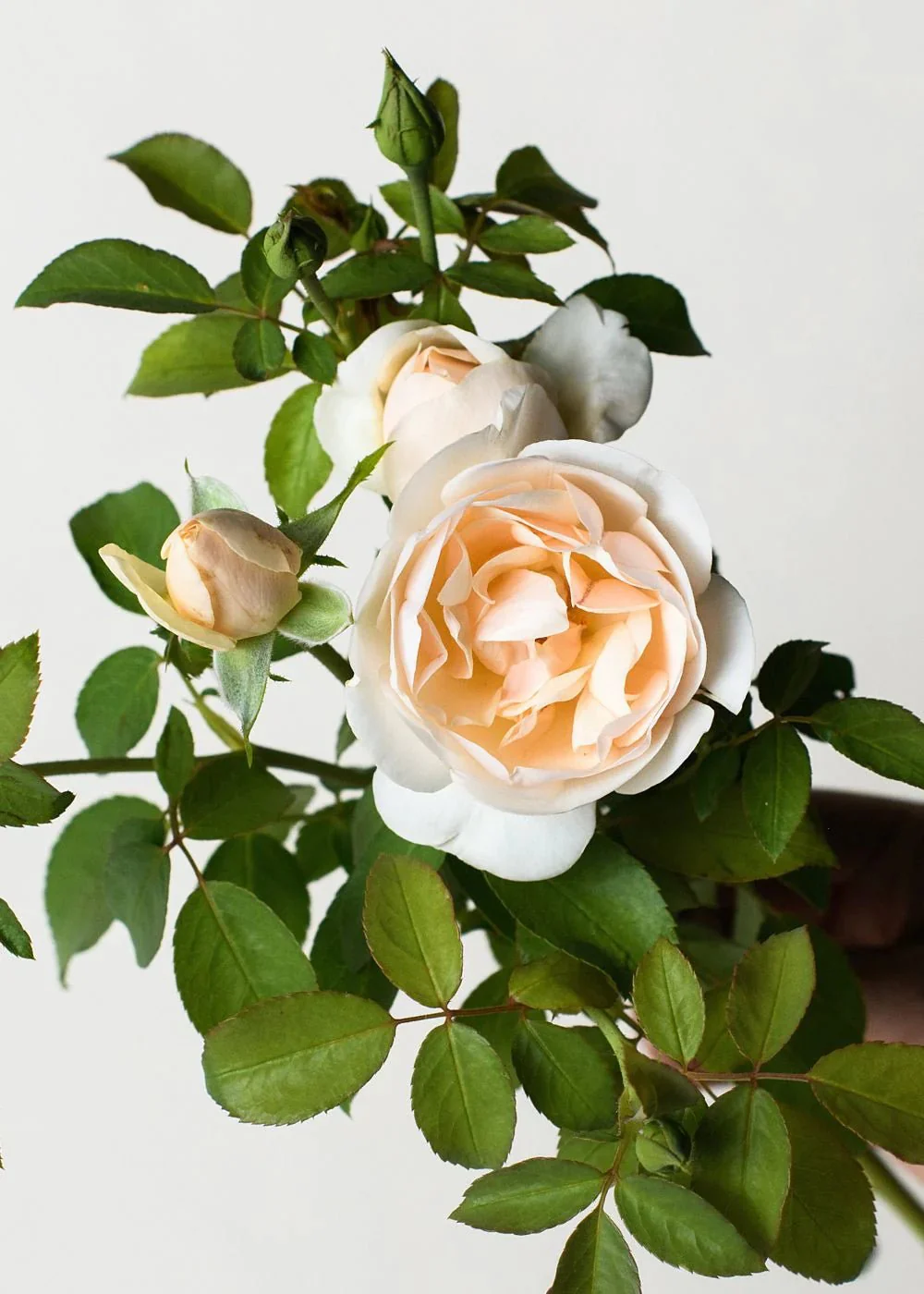 Lichfield Angel Rose Potted (Archived)