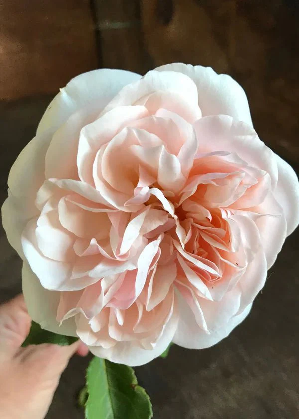 Lichfield Angel Rose Potted (Archived) - Image 2
