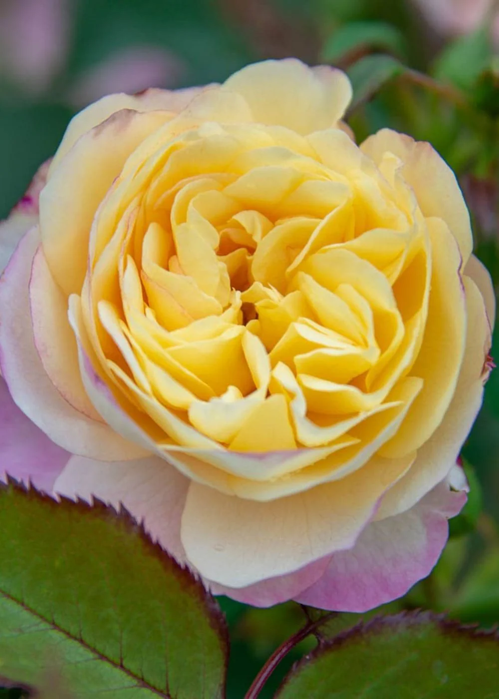 Life Of The Party Rose Bare Root (Archived)