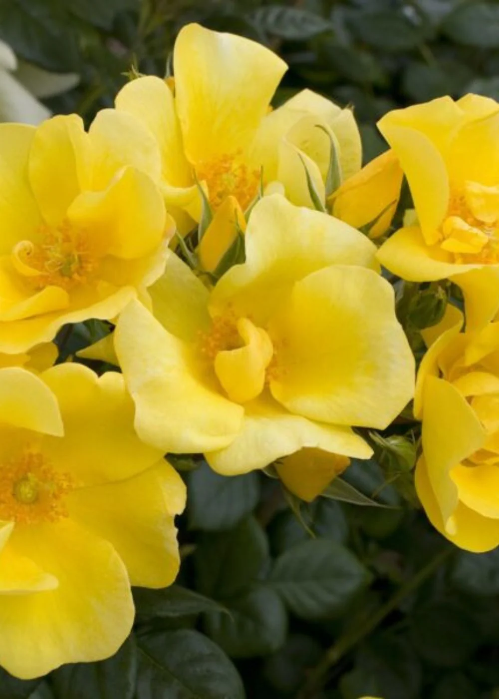 Limoncello⢠Rose Bare Root (Archived)
