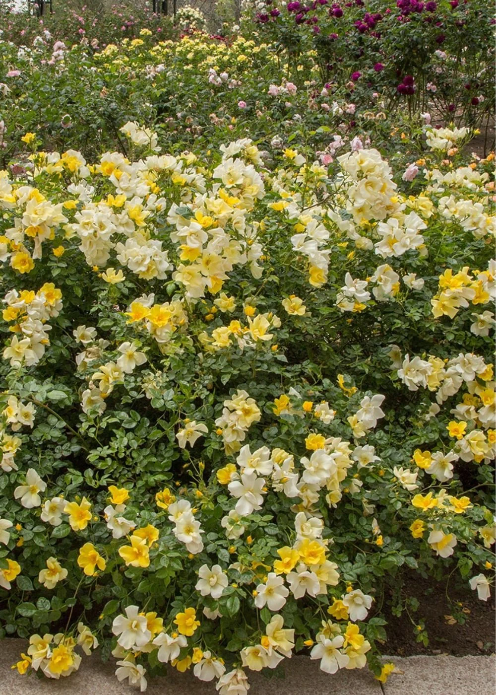 Limoncello⢠Rose Bare Root (Archived) - Image 2