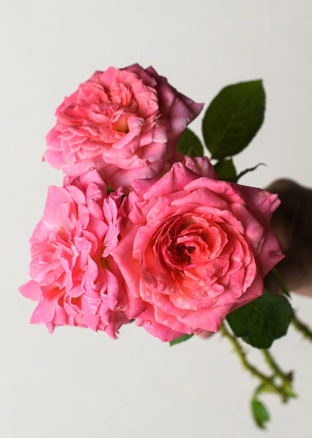 Liv Tyler™ Rose Bare Root (Archived)