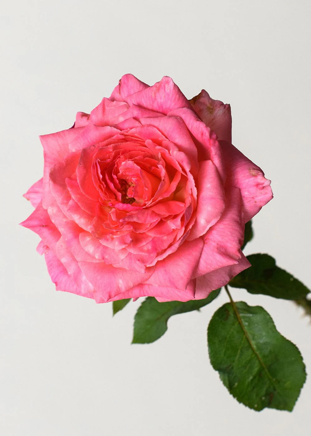 Liv Tyler™ Rose Bare Root (Archived) - Image 2