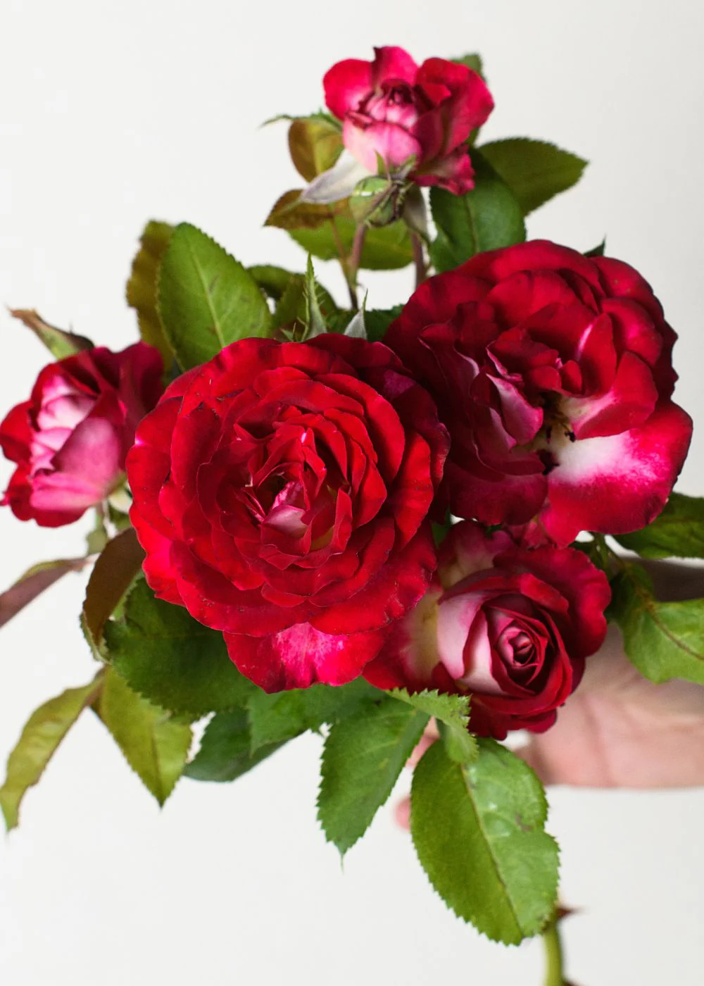 Love At First Sight™ Rose Bare Root (Archived)