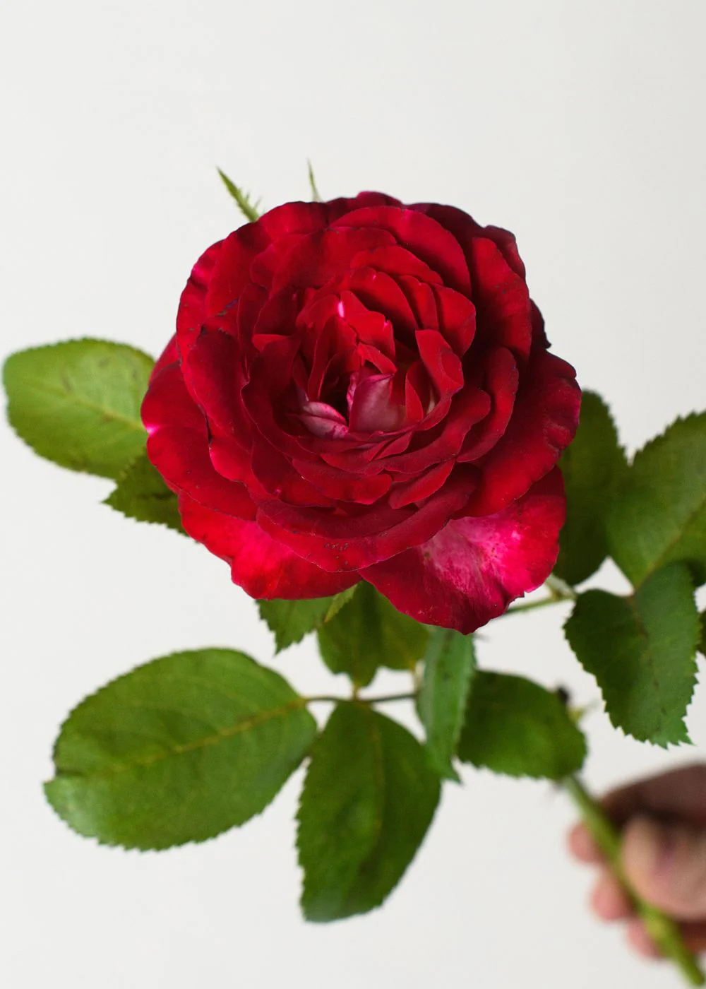 Love At First Sight™ Rose Bare Root (Archived) - Image 2