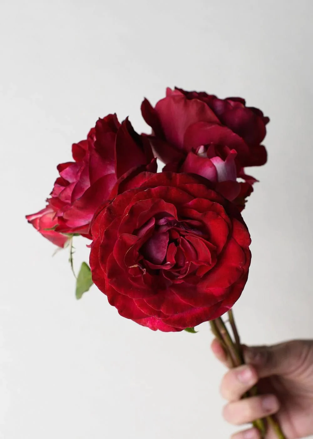 Love At First Sight™ Rose Potted (Archived) - Image 3