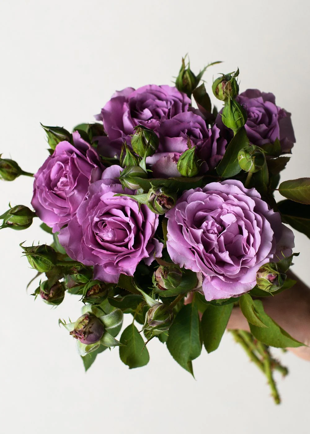Love Song™ Rose Bare Root (Archived)