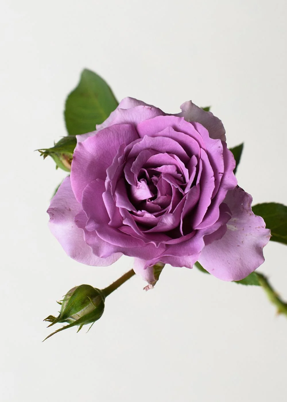 Love Song™ Rose Bare Root (Archived) - Image 2