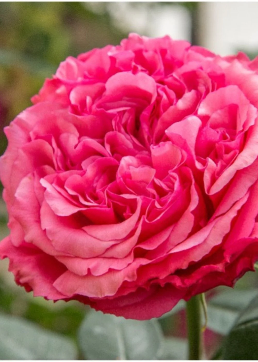 Loves Me, Loves Me Not™ Rose Bare Root (Archived)