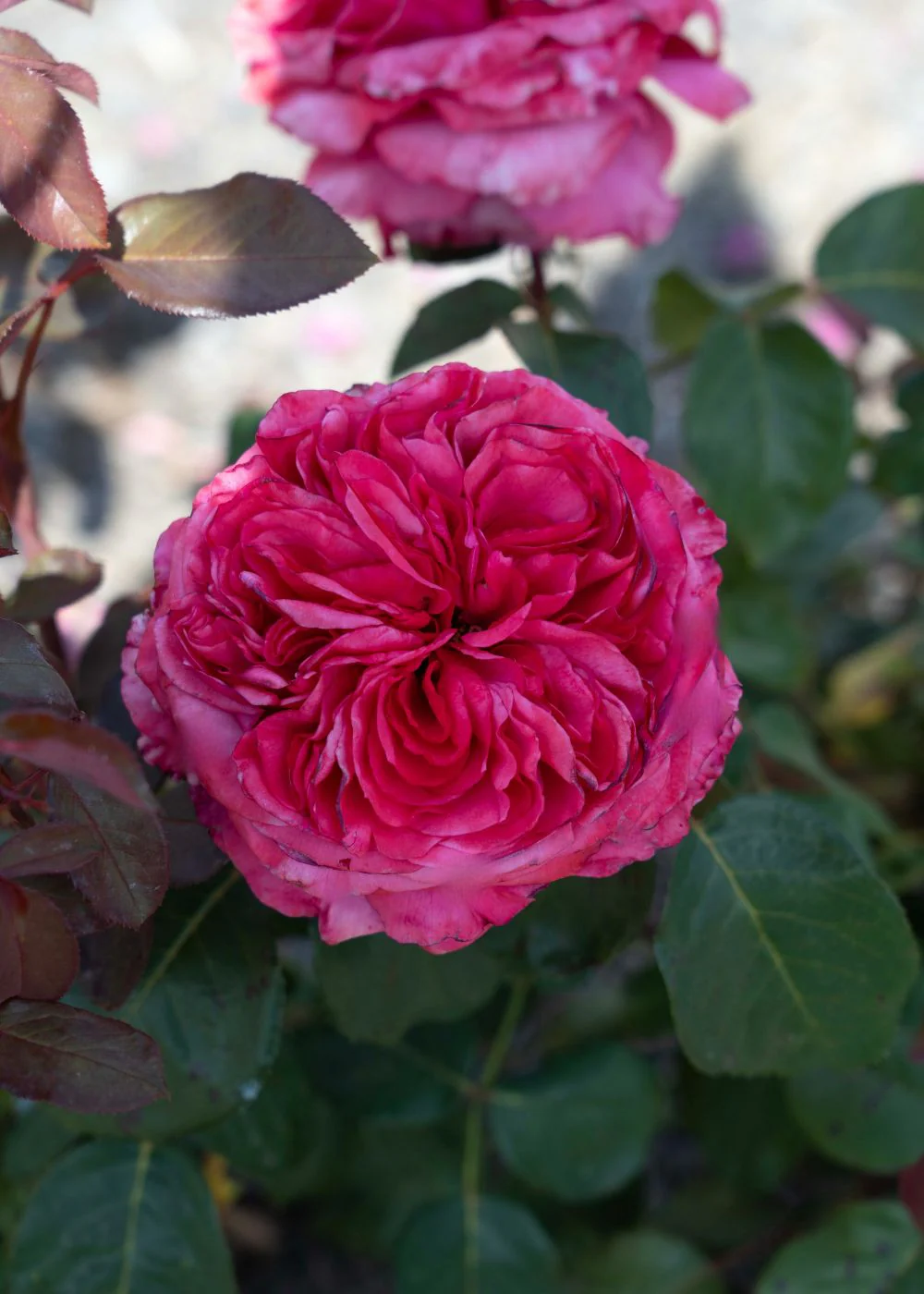 Loves Me, Loves Me Not⢠Rose Potted (Archived) - Image 2