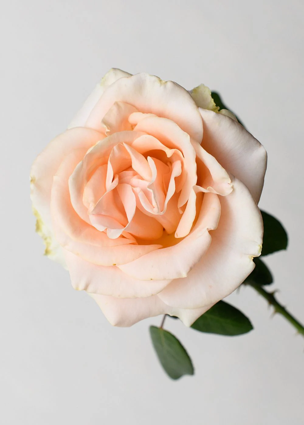 Marilyn Monroe™ Rose Bare Root (Archived)