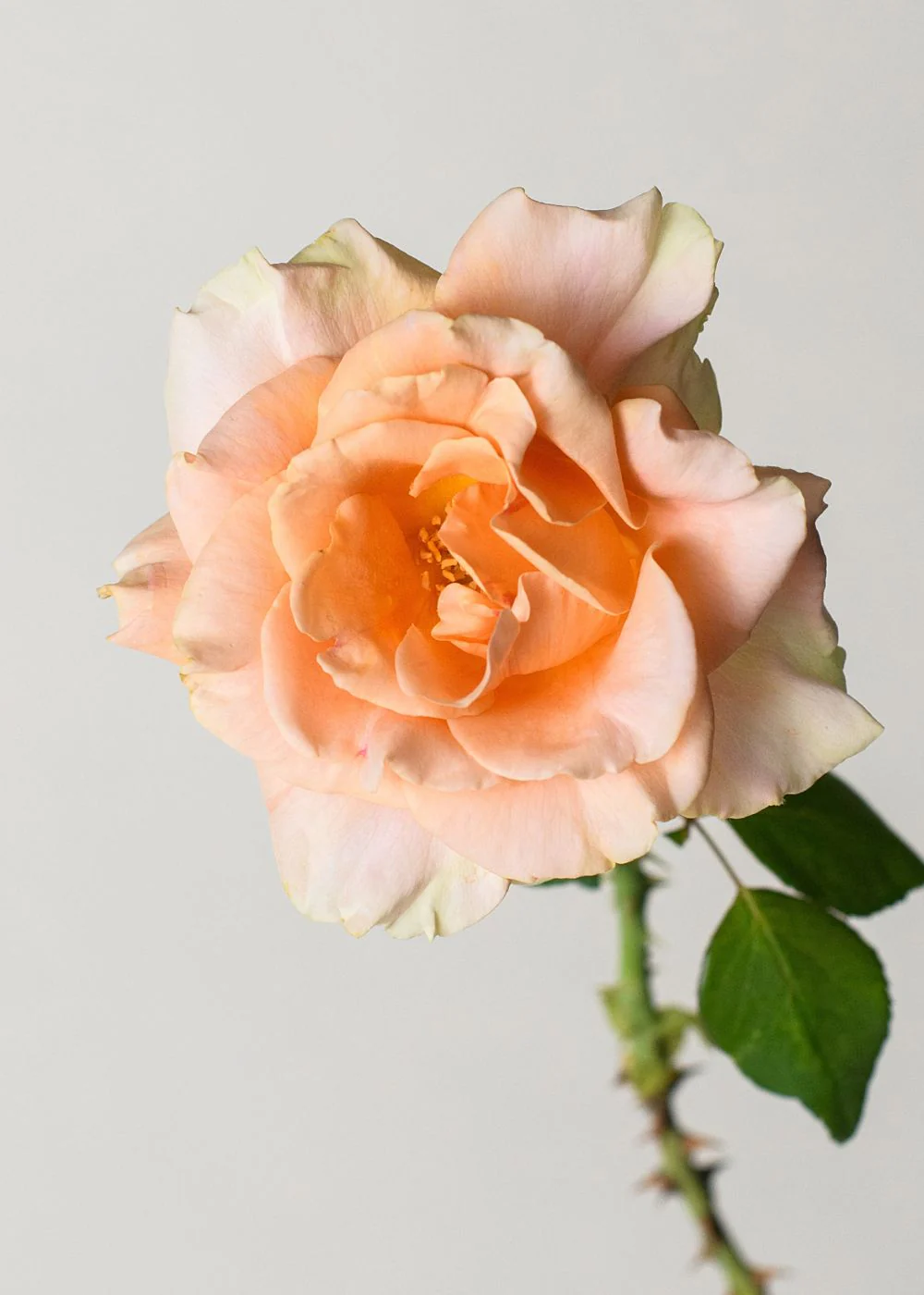 Marilyn Monroe™ Rose Bare Root (Archived) - Image 3