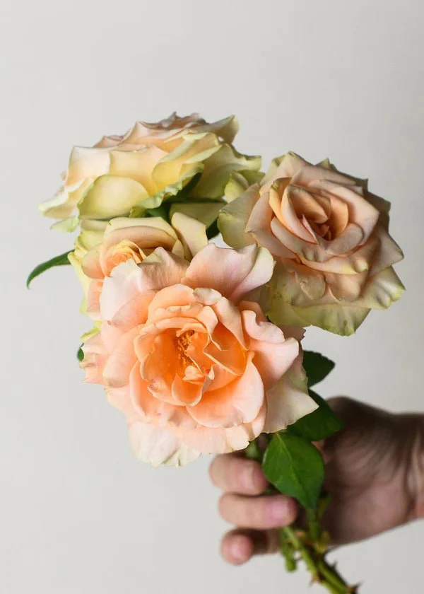 Marilyn Monroe™ Rose Potted (Archived) - Image 2