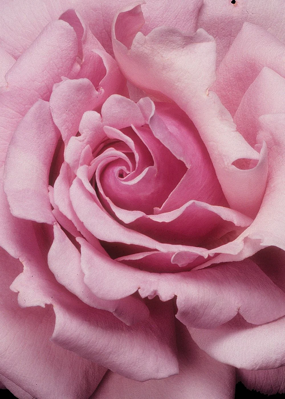 Memorial Day™ Rose Bare Root (Archived)
