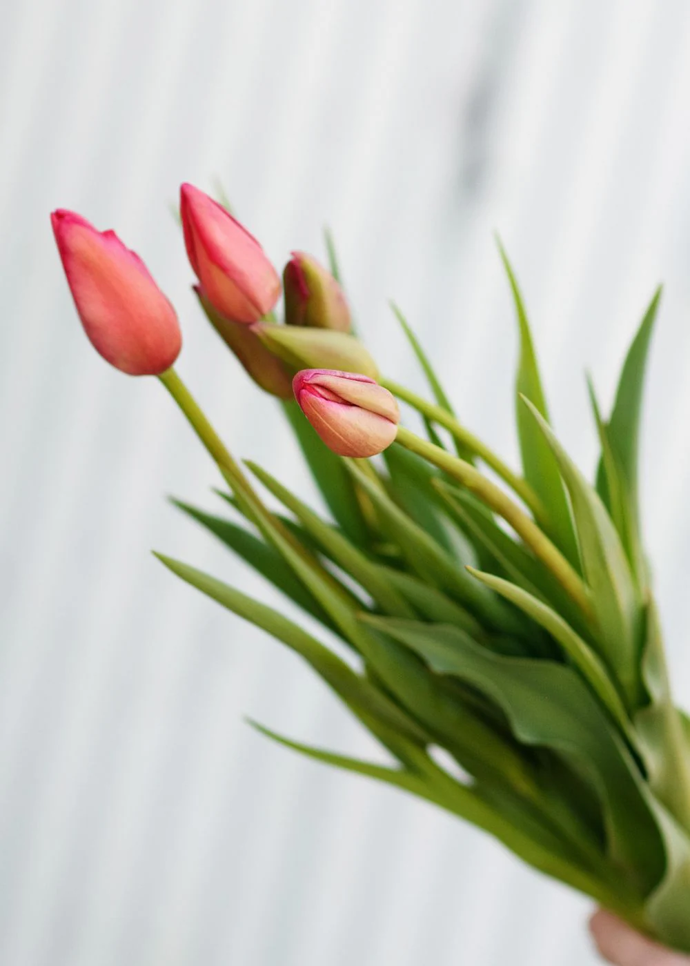 Pre-Cooled Menton Tulip Bulbs