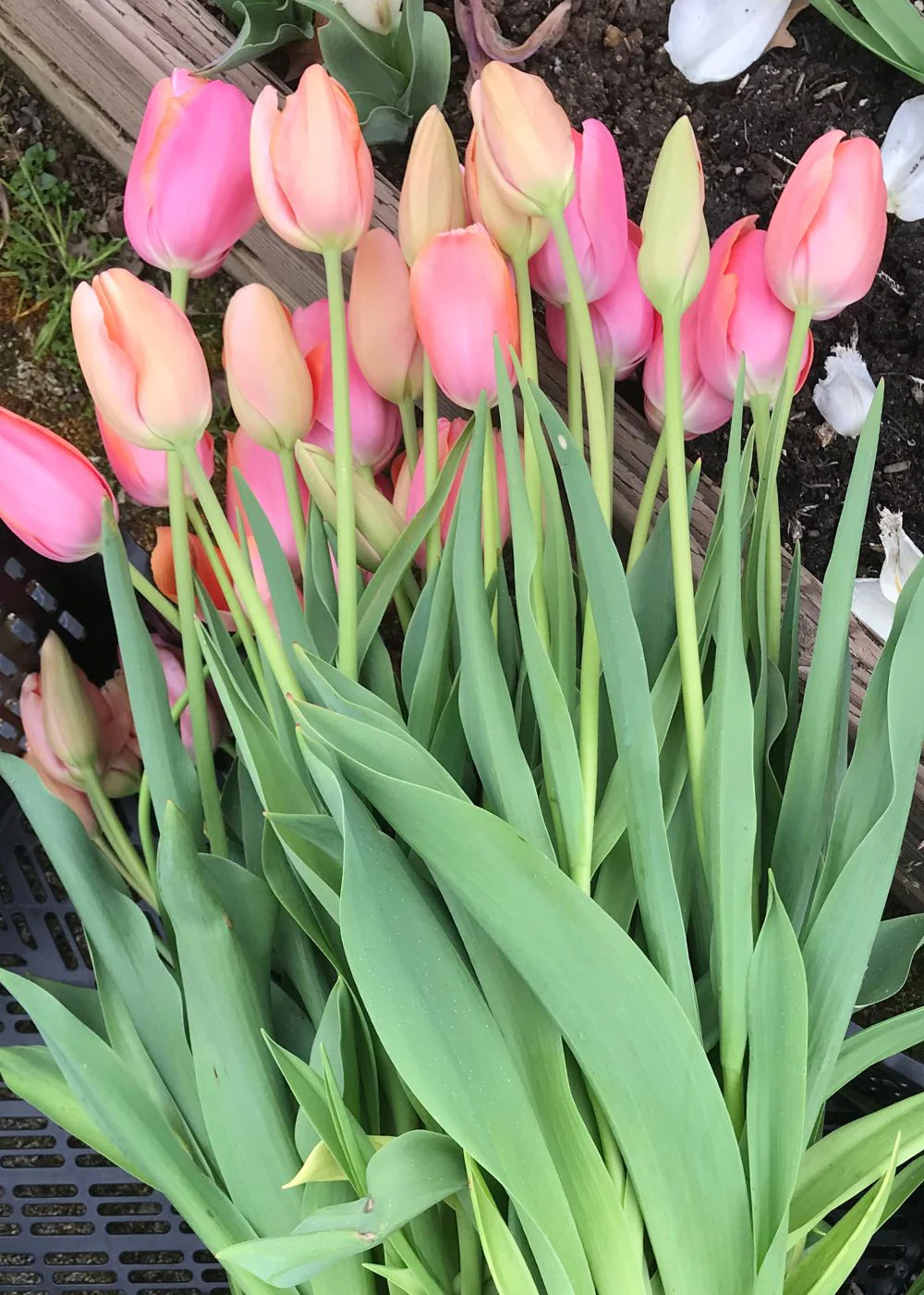 Pre-Cooled Menton Tulip Bulbs - Image 2