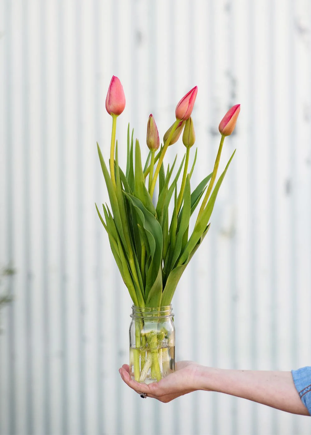 Pre-Cooled Menton Tulip Bulbs - Image 3