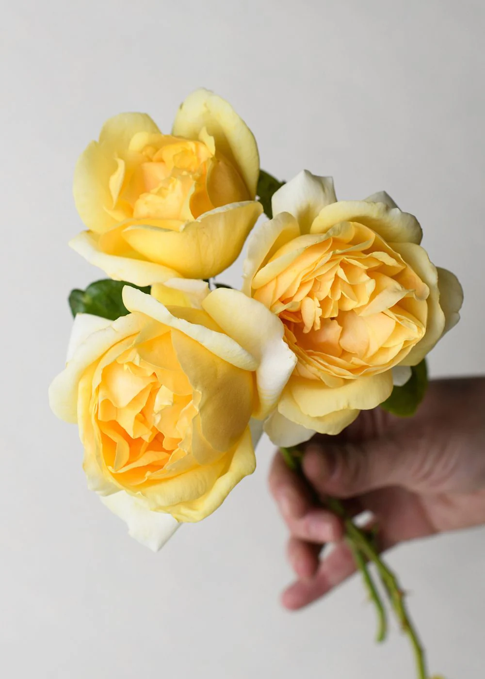 Michelangelo™ Rose Bare Root (Archived)