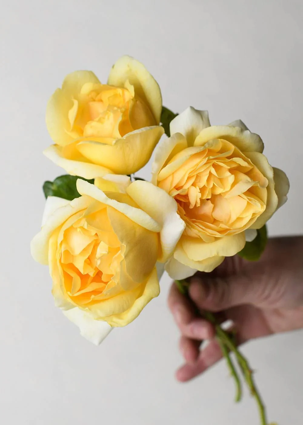 Michelangelo⢠Rose Potted (Archived)