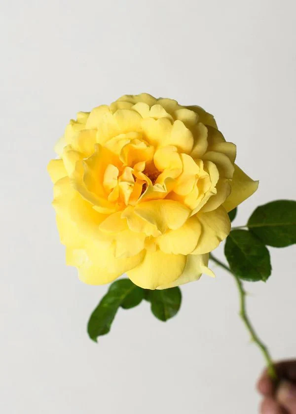 Michelangelo⢠Rose Potted (Archived) - Image 2