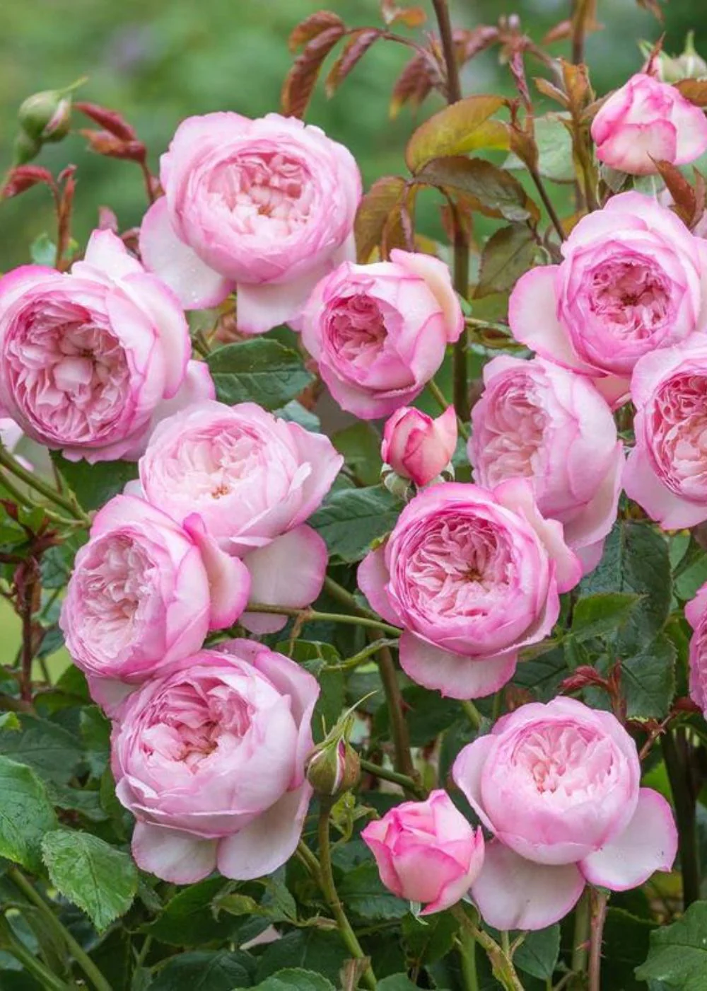 Mill On The Floss Rose Bare Root (Archived) - Image 2