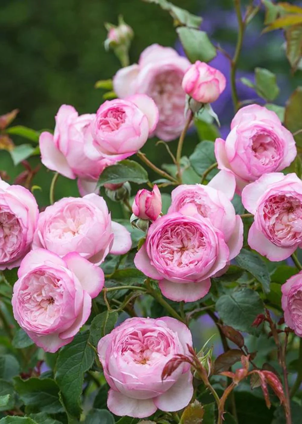 Mill on the Floss Rose Potted (Archived) - Image 2