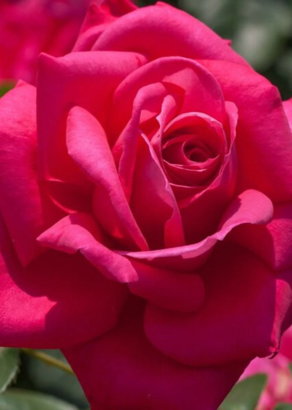 Miss All American Beauty Rose Bare Root (Archived)